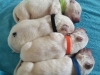 img-20170720-wa0020
