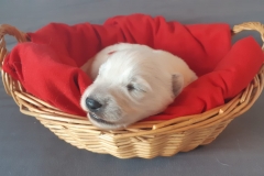 IMG-20180919-WA0013